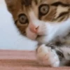 😻Gatitos Pal Chat 2 😹 13