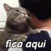 Gatinhos expressivos 😹 8