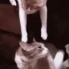 Funny Animals 9