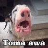 ✴️💚Funny Dogs🐶✴️ 16