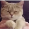 Gatitos animados 9