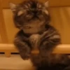 Cat cat 14