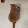 🐱 Gatitos Random Mov 🐾 20