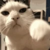 🐱 Gatitos Random Mov 🐾 8