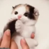 Gatitos Animados Pa Enviar 6