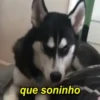 Husky fofinhos 12