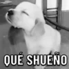 Perritos ? 8
