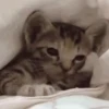 GATINHOS FOFOS V2 ❤️ 13