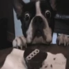 Cute puppies 13