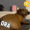 Perritos 🐕 6