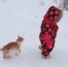 🐱 Gatitos Random Mov 🐾 21
