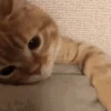Dilo Con Animales  Vol.1 17