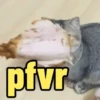Memes Engraçados😹 11