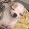 Memes de Pets🐾 12
