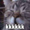 Gatinhos Memes🐈 15