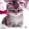 Милые кошки 24