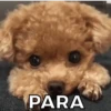 PACOTE FOFURA 💕🥰😻 6