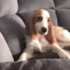 Dilo Con Animales  Vol.1 11