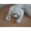 Memes gatitos 6