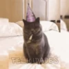 Gatitos pa' tu whatsaap ๏ᴥ๏ 15