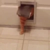 Cat cat 7