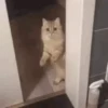 Animated Animals 6