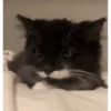 Gatitos Animados 😍✨ 6