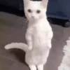 ☄️ MEMES Mov 1 🍪 10