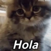 🌈🌈 Mix Gatitos Animados 😻☁️❤️🌈 14