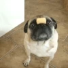 Cute puppies 10