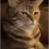 Random animated 11