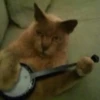 Gatinhos expressivos 😹 13