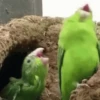 Animalitos RANDOM Vol.1 🐼 16