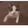 Gatitos animados 11
