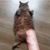 Gatitos Animados 😍✨ 11