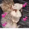 Novos gatinhos fofos 12