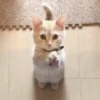 Novos gatinhos fofos 14