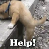 ✴️💚Funny Dogs🐶✴️ 17