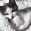 Novos gatinhos fofos 15