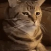 Dilo Con Animales  Vol.1 10