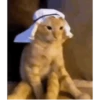 Gatos cura depresión🐱Animados▶️ 12