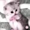 Милые кошки 23