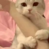 Novos gatinhos fofos 13