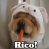 ✴️💚Funny Dogs🐶✴️ 20