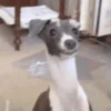 Cute puppies 11
