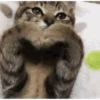 GATINHOS FOFOS V2 ❤️ 7