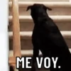 Perritos ? 5