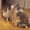 GATINHOS FOFOS V2 ❤️ 9