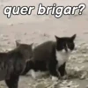 Gatinhos expressivos 😹 10