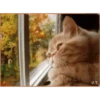 Cute cartoon 29